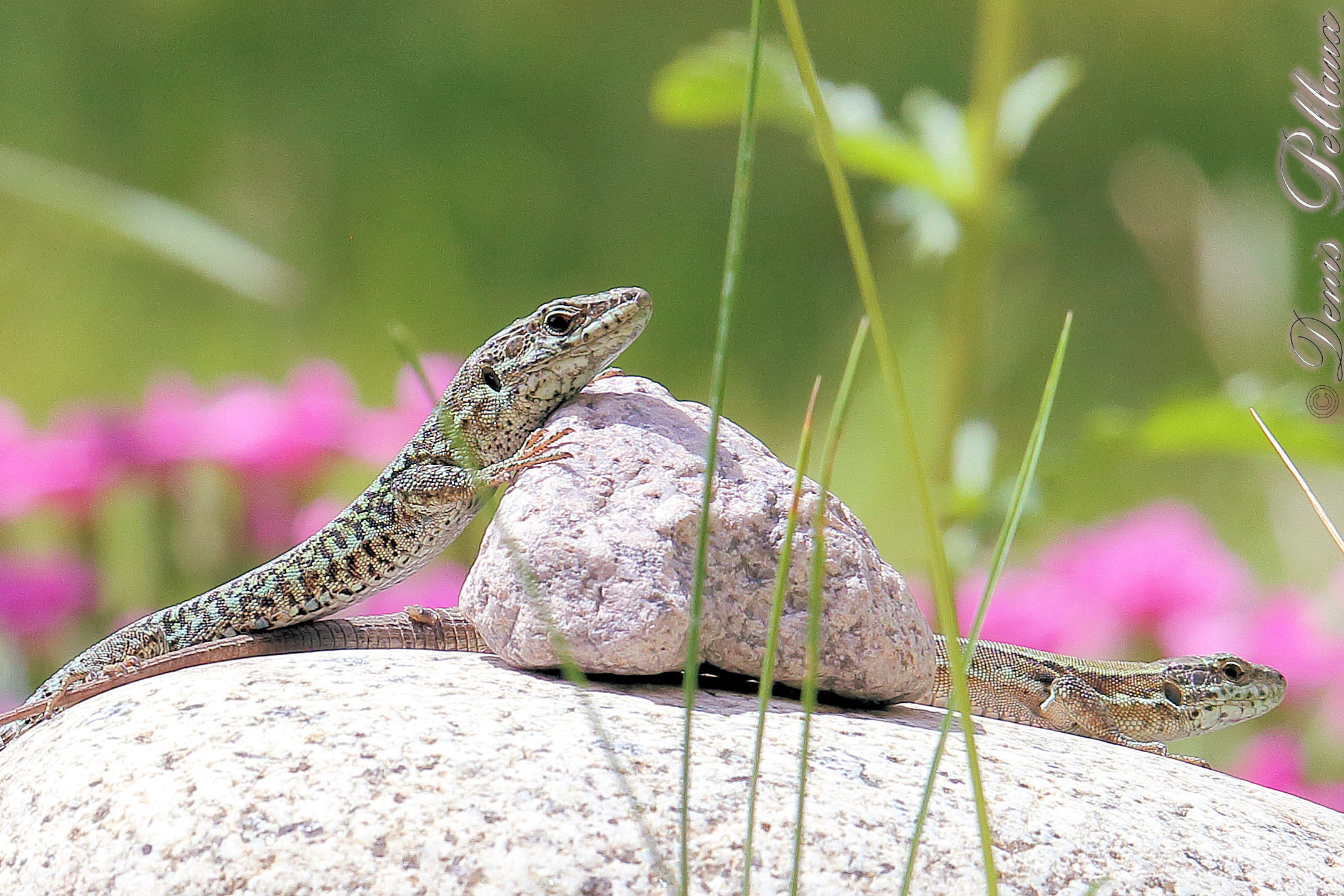 Calin de lzard